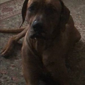 Meet your Posher, Darce